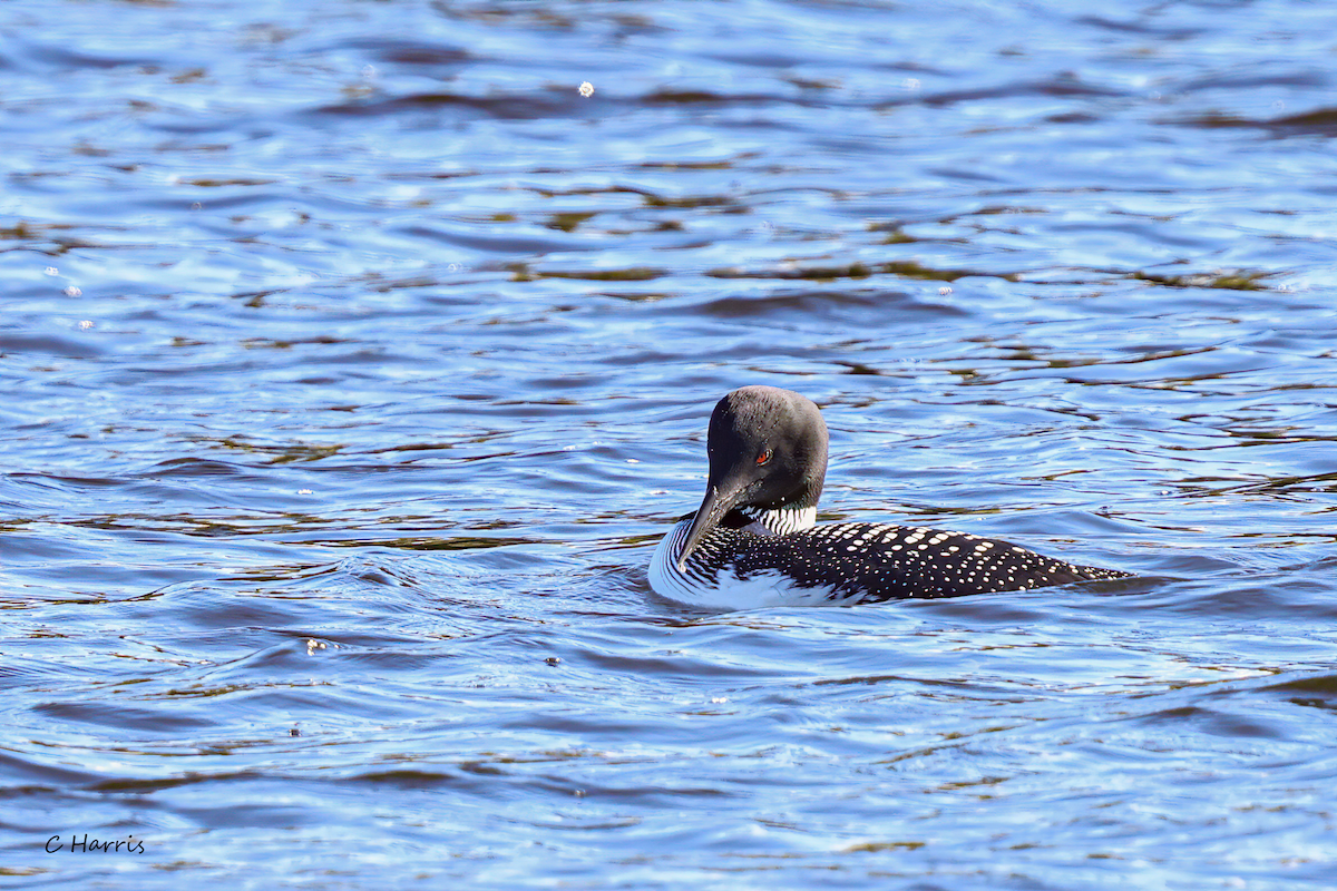 Common Loon - Charles Harris