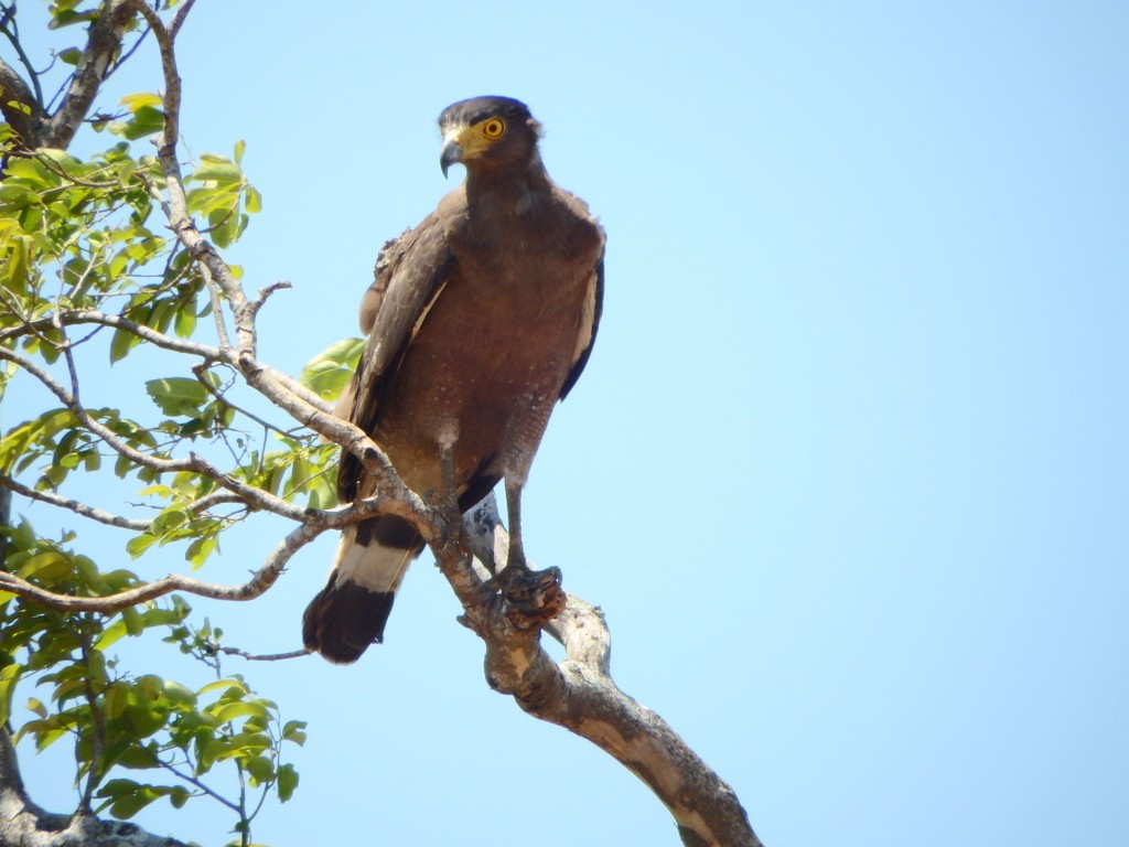 Crested Serpent-Eagle - ML32940451