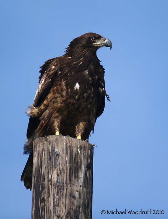 Bald Eagle - ML32940691