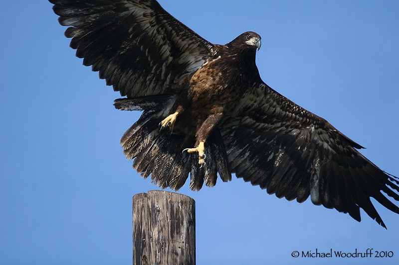 Bald Eagle - ML32940701