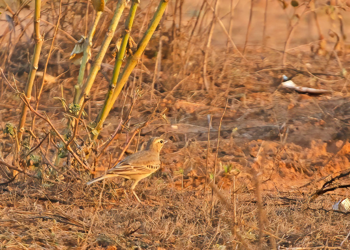 Long-billed Pipit (Persian) - ML329407081