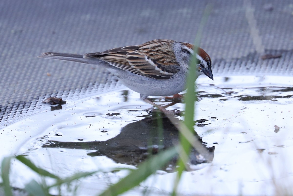 Chipping Sparrow - ML329407131