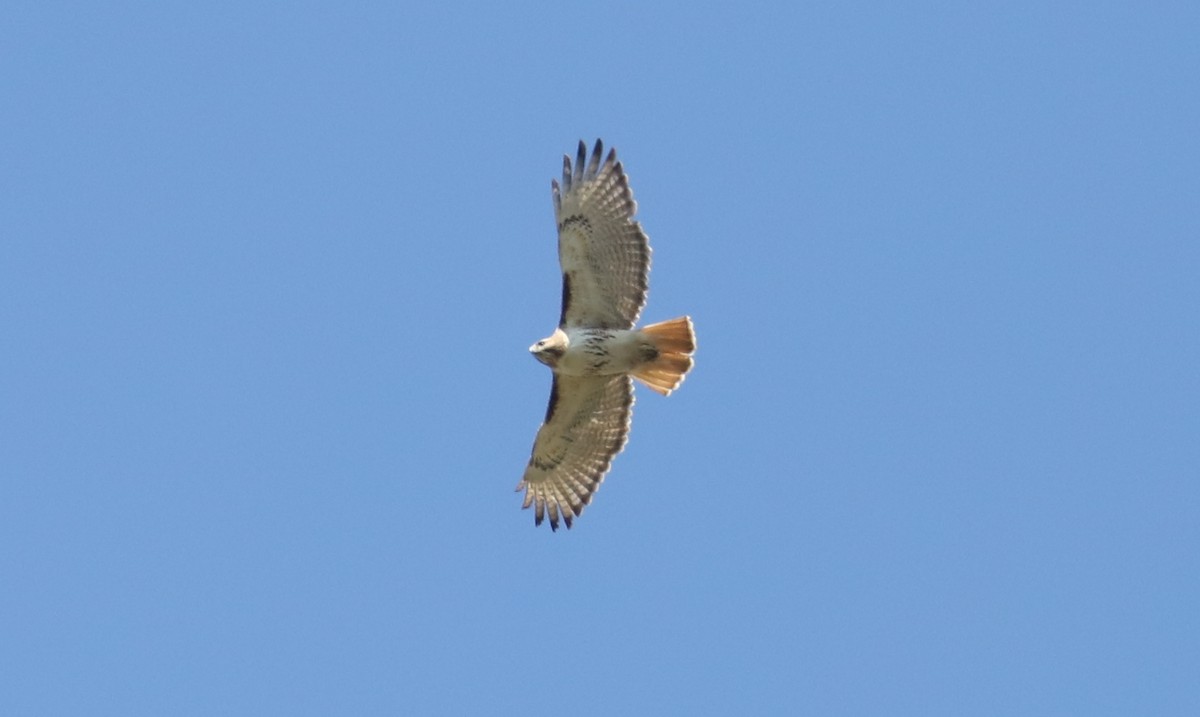 Red-tailed Hawk - ML329407581