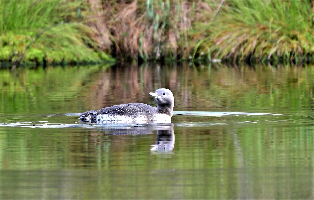Red-throated Loon - ML329408371