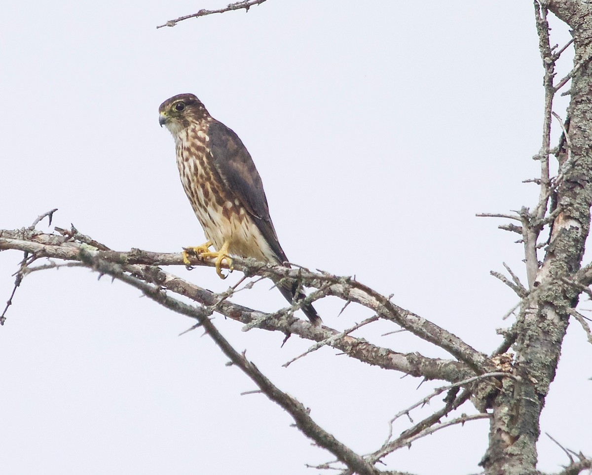 Підсоколик малий - ML32940881