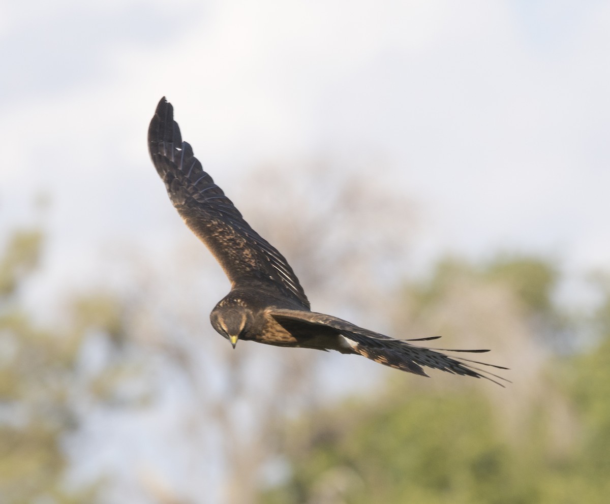 Northern Harrier - ML32940911