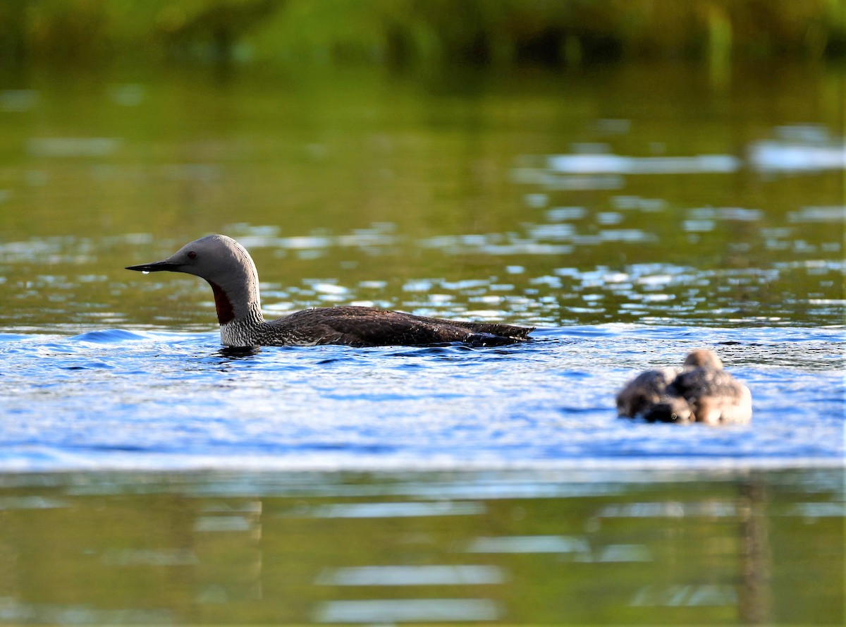 Red-throated Loon - ML329409871