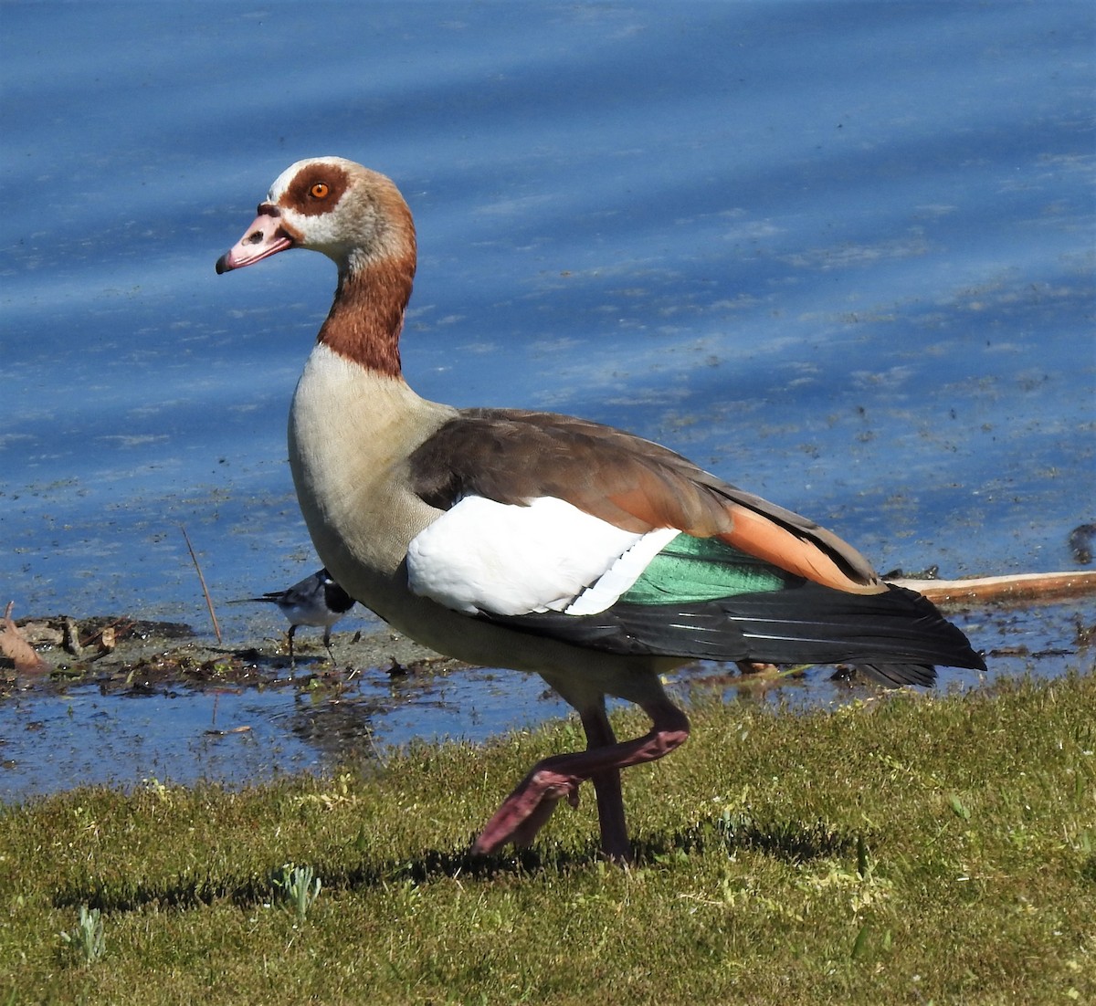 Egyptian Goose - Lois Santos Pérez