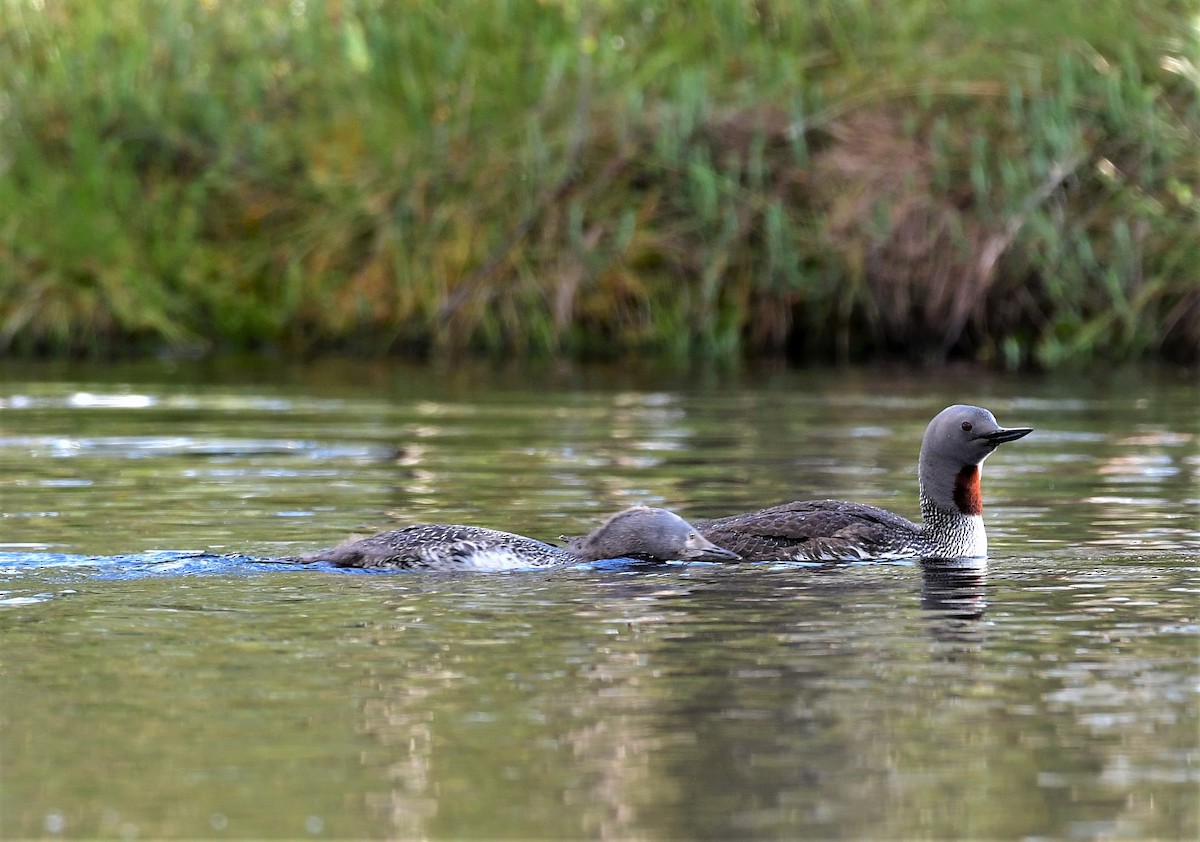 Red-throated Loon - ML329411671