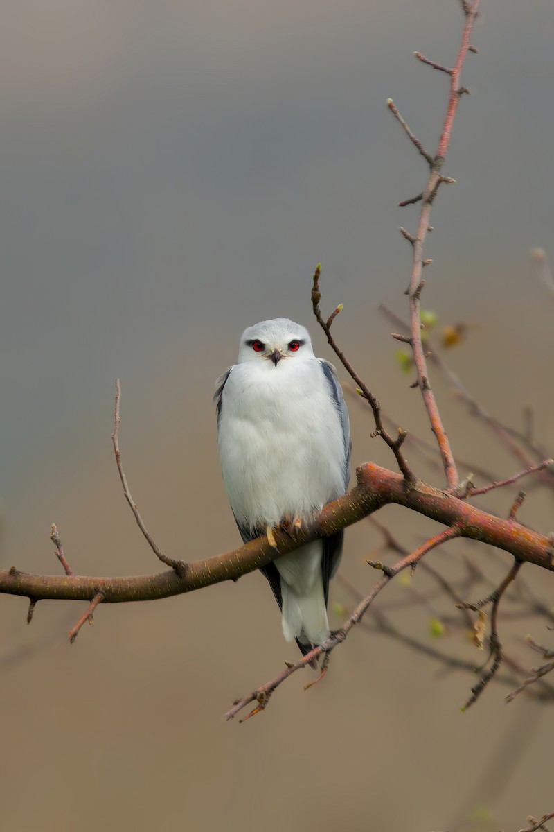 Black-winged Kite - ML329412161