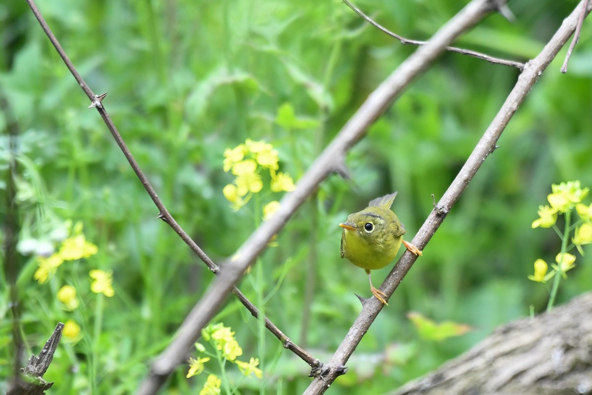 Alström's Warbler - ML329413671