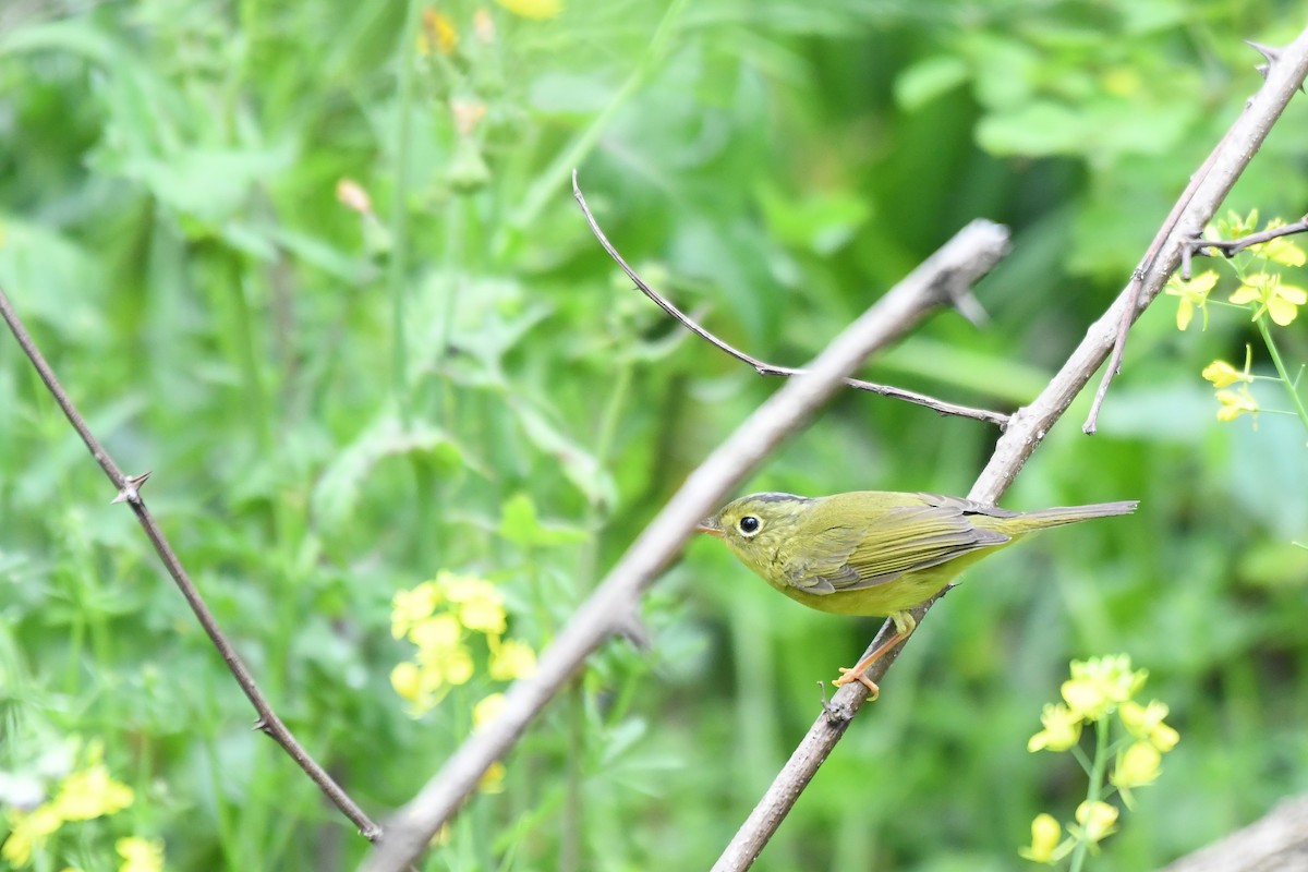Alström's Warbler - ML329413691