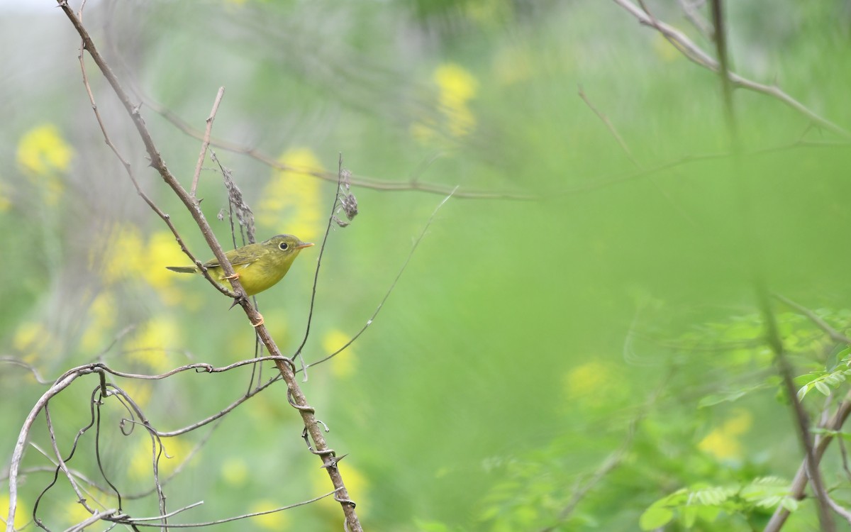 Alström's Warbler - ML329413751