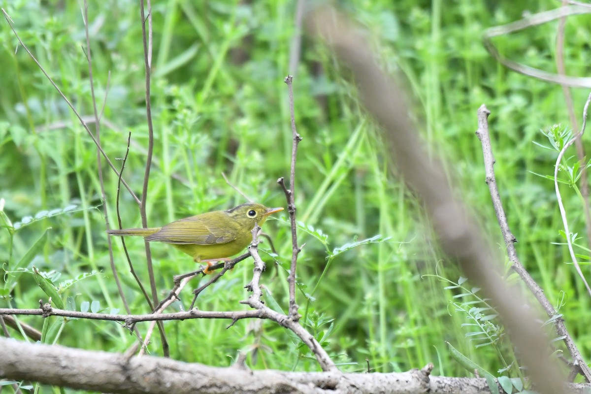 Alström's Warbler - ML329413851