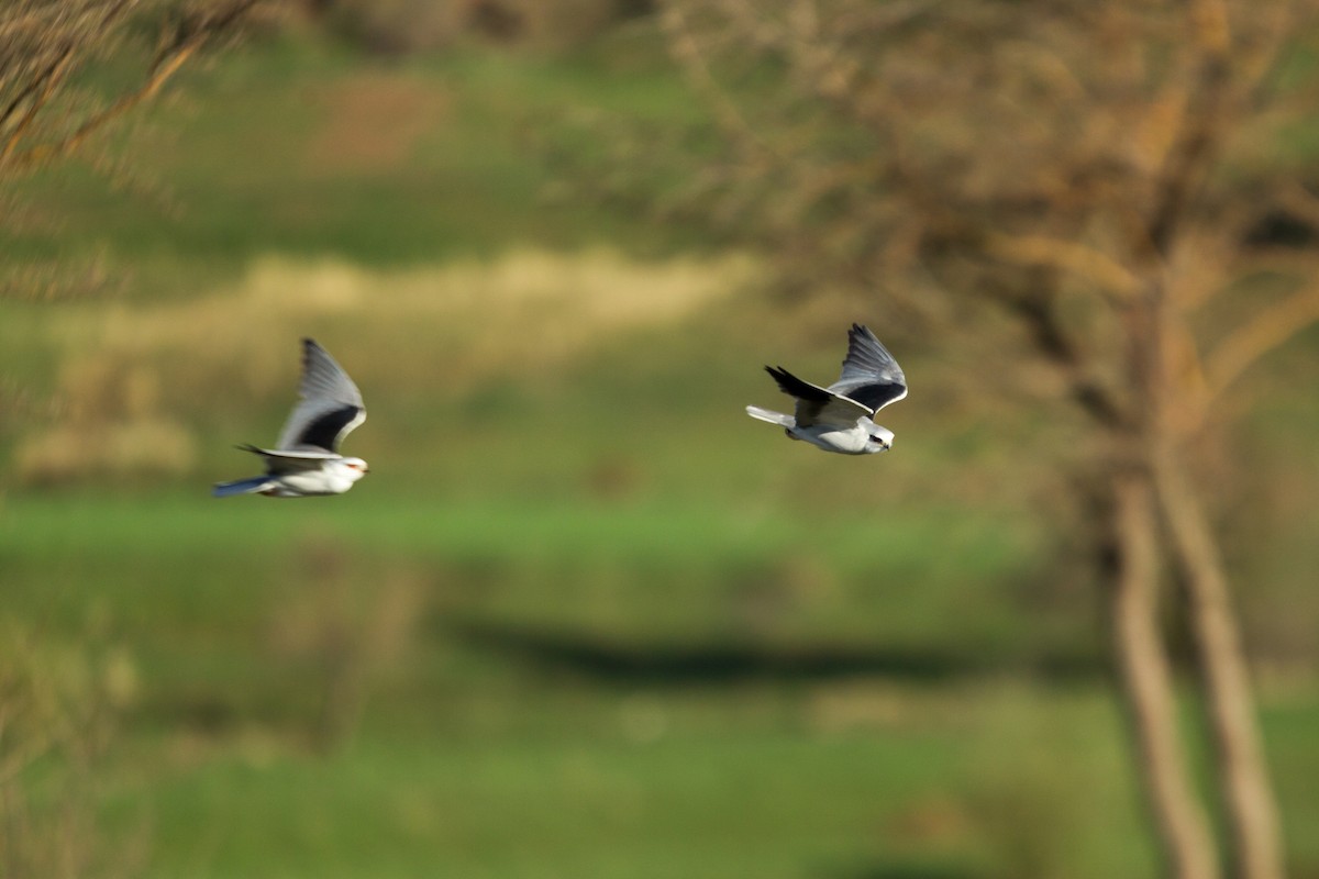 Black-winged Kite - ML329416211