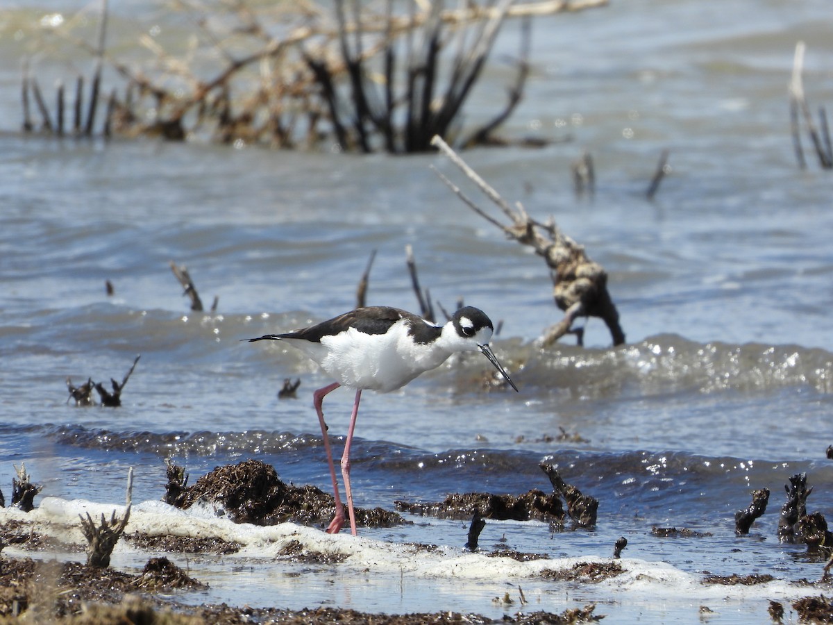 Black-necked Stilt - ML329416431