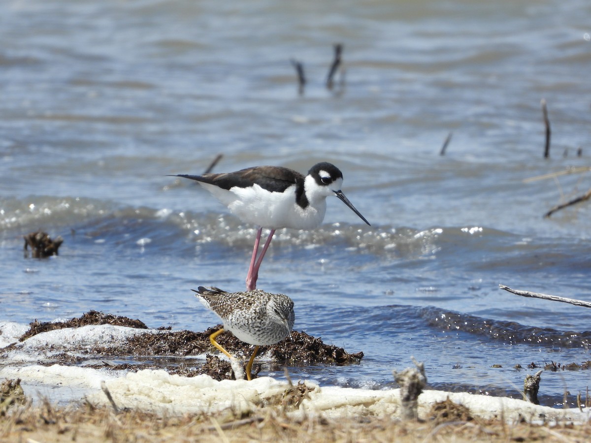 Black-necked Stilt - ML329416561