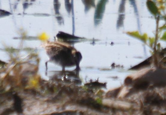 Common Snipe - ML329416691