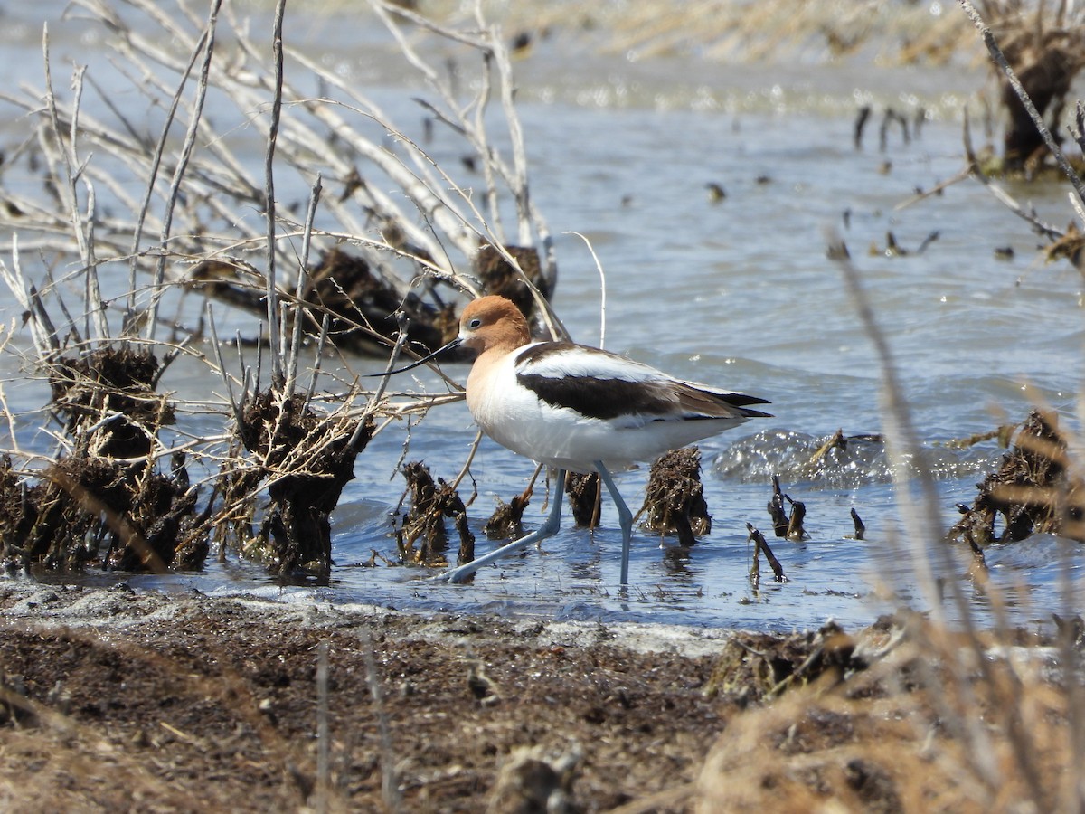 Avocette d'Amérique - ML329416761