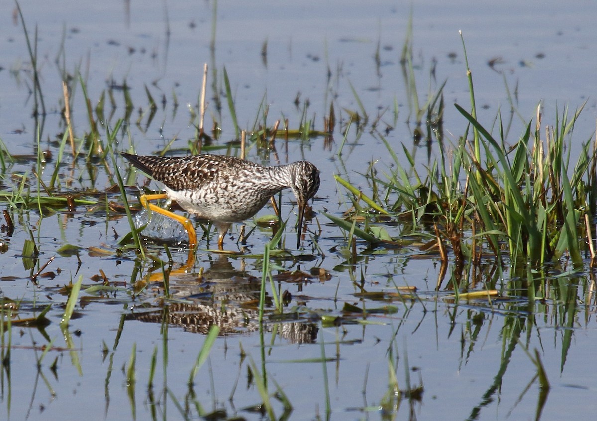 Lesser Yellowlegs - ML329416931