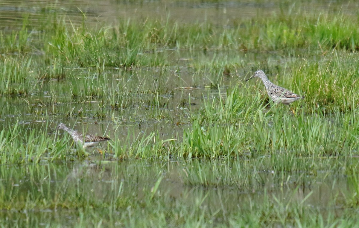 Lesser Yellowlegs - ML329416991