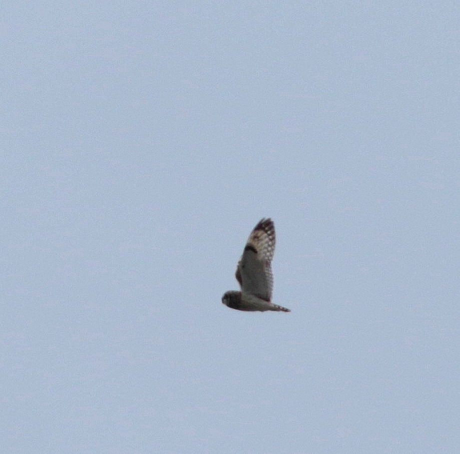 Short-eared Owl - John & Ivy  Gibbons