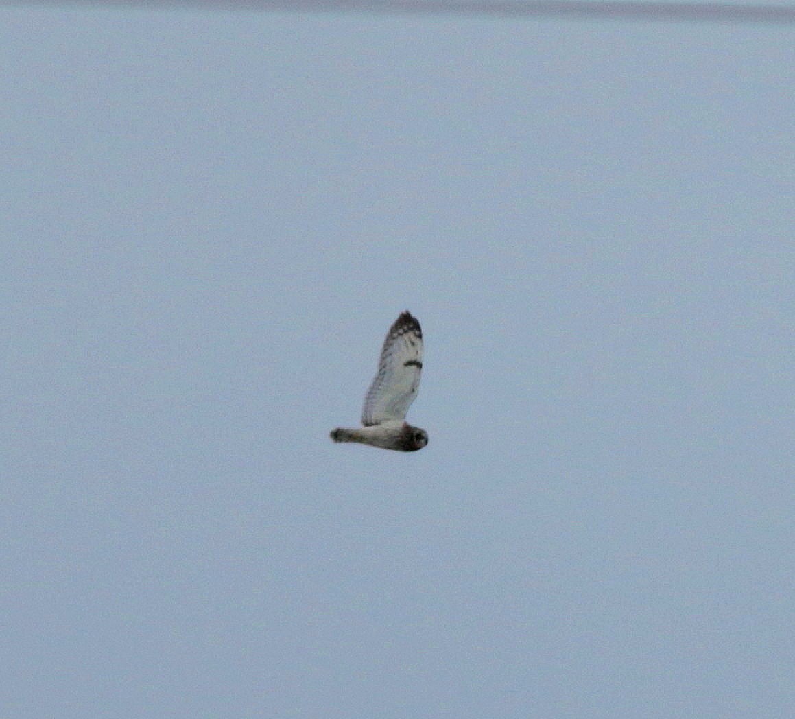 Short-eared Owl - ML329417771