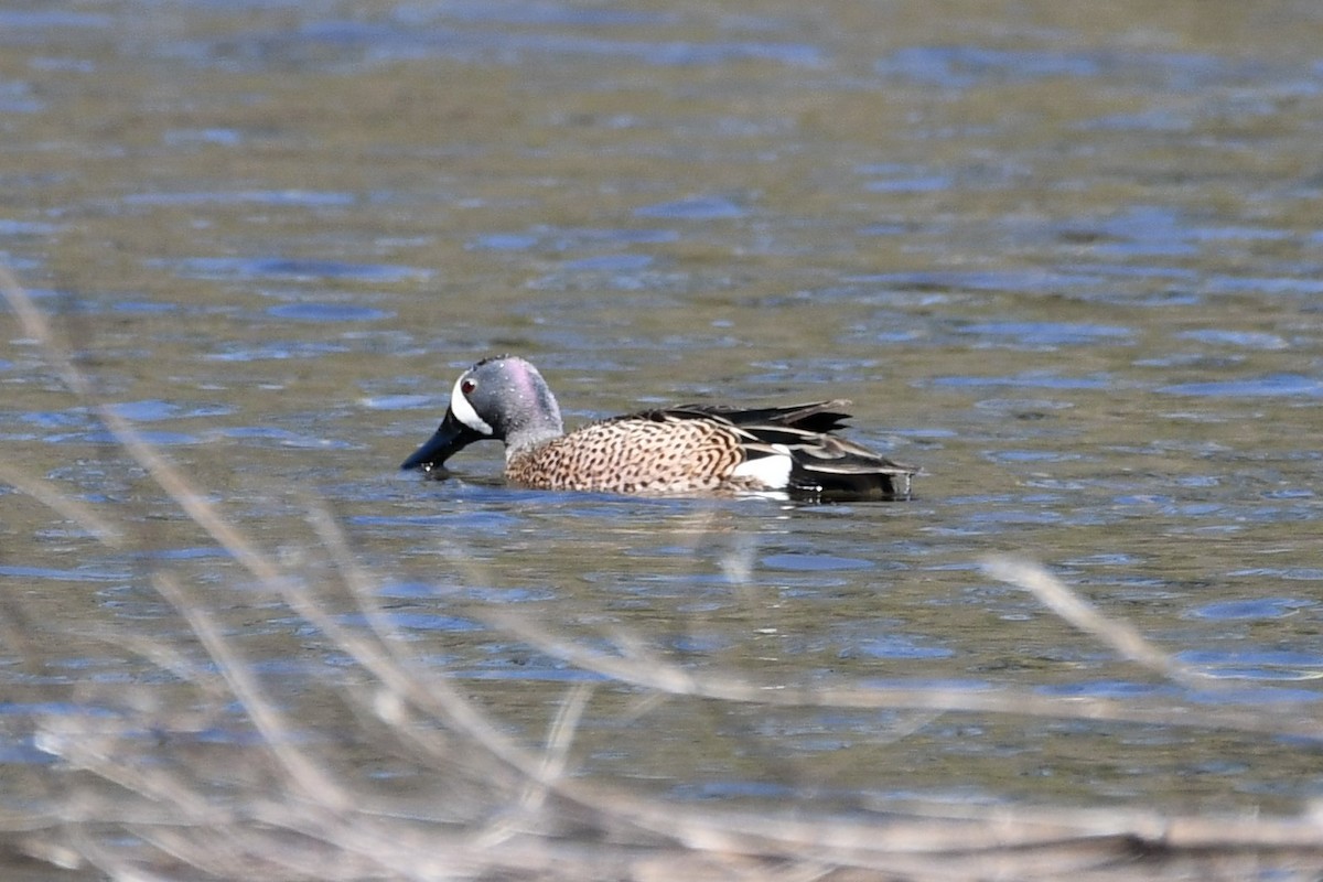 Blue-winged Teal - ML329421211