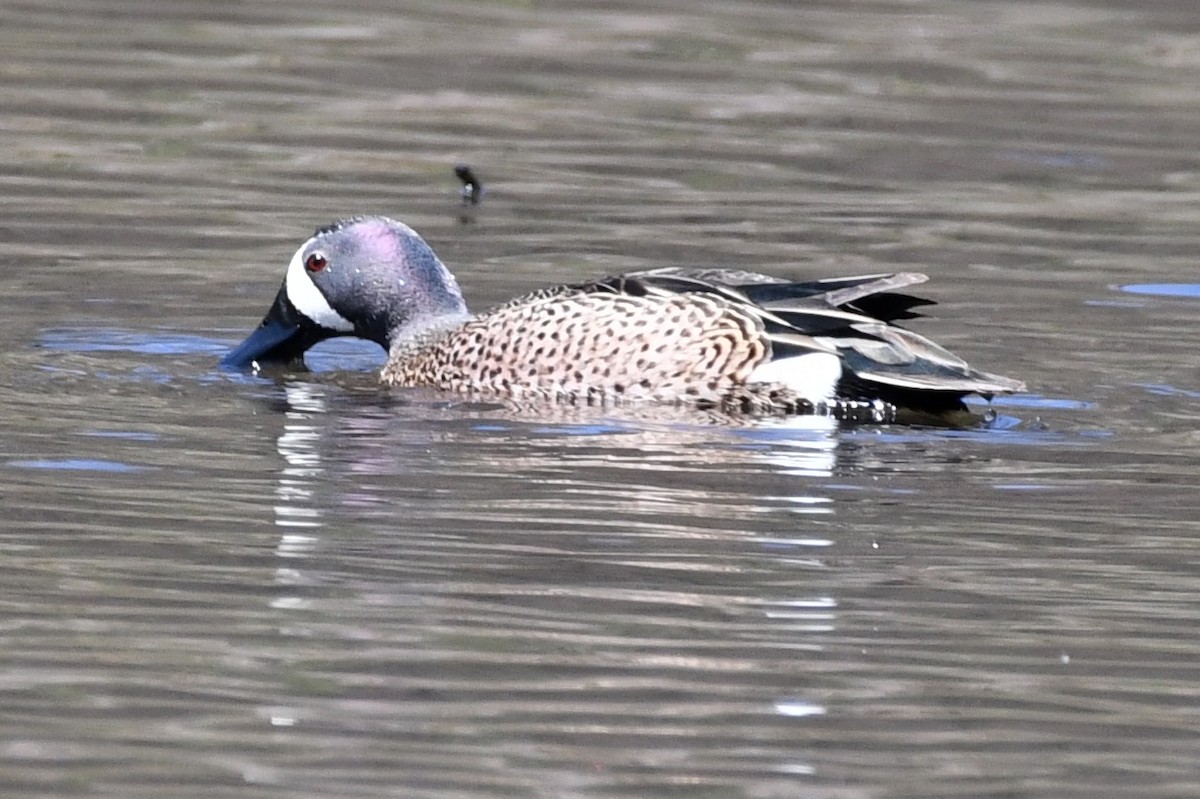 Blue-winged Teal - ML329421221