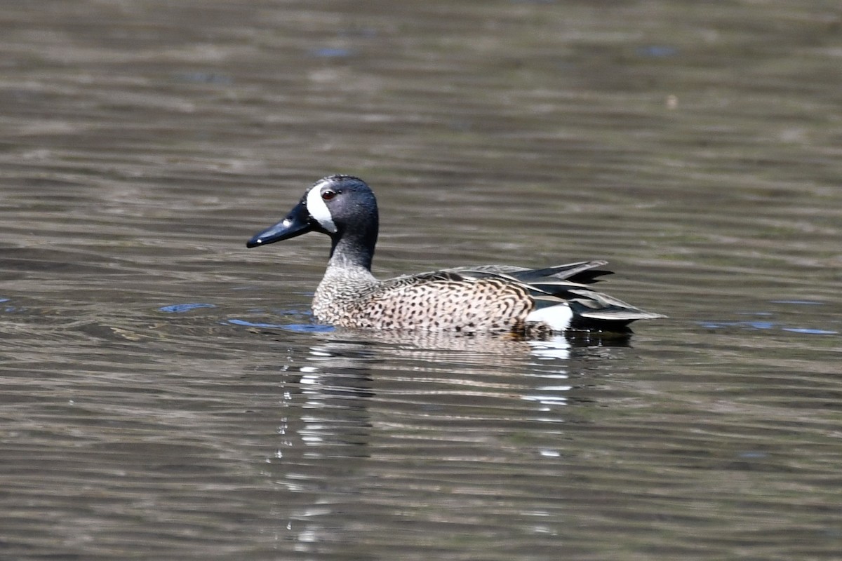 Blue-winged Teal - ML329421231