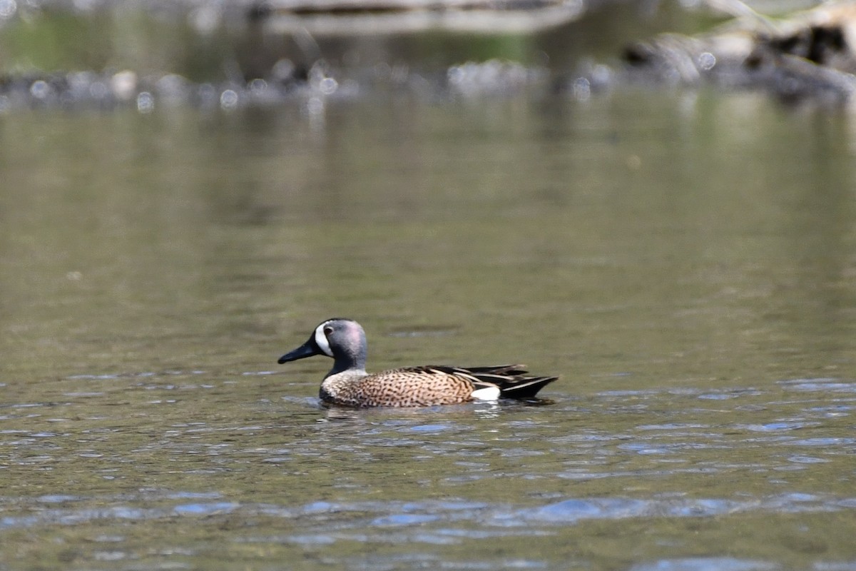 Blue-winged Teal - ML329421241
