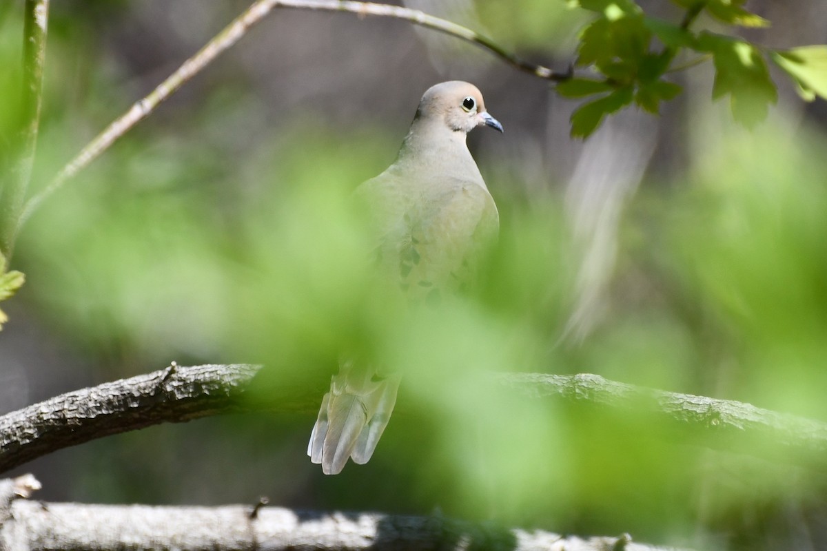 Mourning Dove - Kevin Kelly