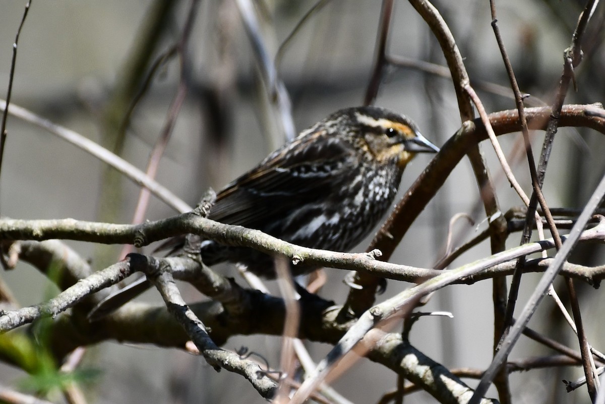 Red-winged Blackbird - Kevin Kelly