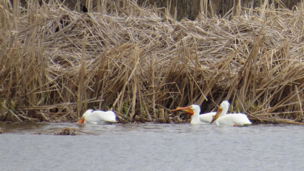 American White Pelican - ML329423011