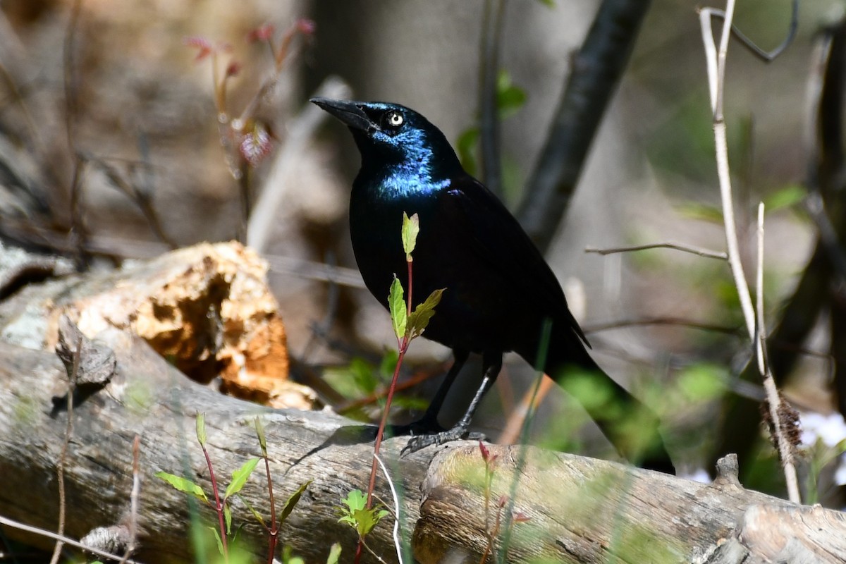 Common Grackle - Kevin Kelly