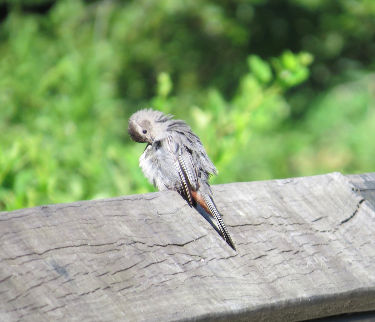 Gray Catbird - ML32942371