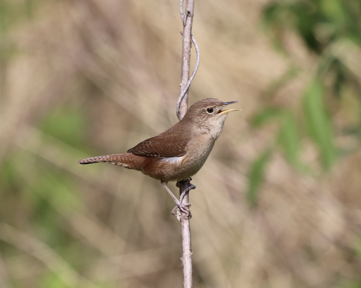 Northern House Wren - ML329424201