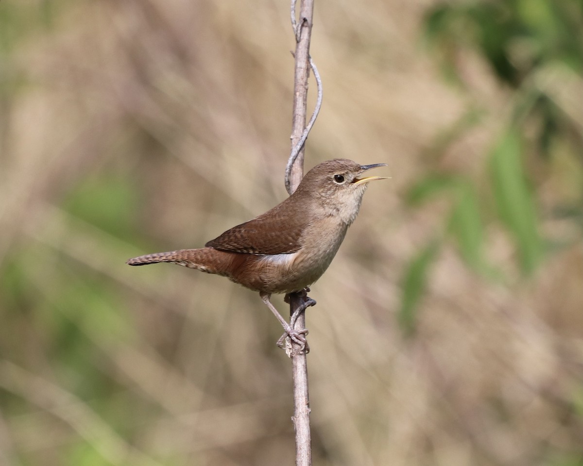 House Wren - ML329424201