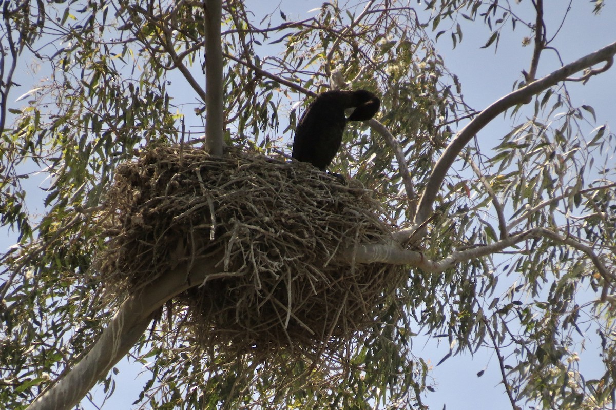 Cormorán Orejudo - ML329425631