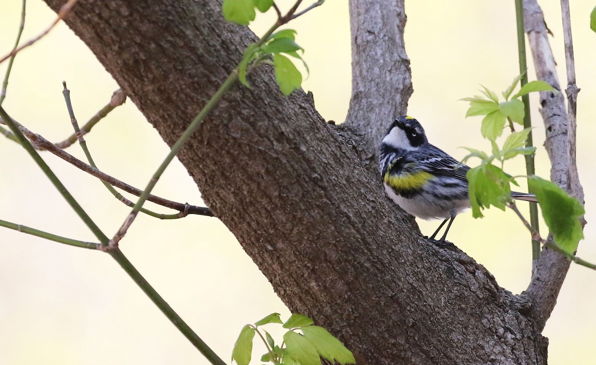 Yellow-rumped Warbler - ML329427251