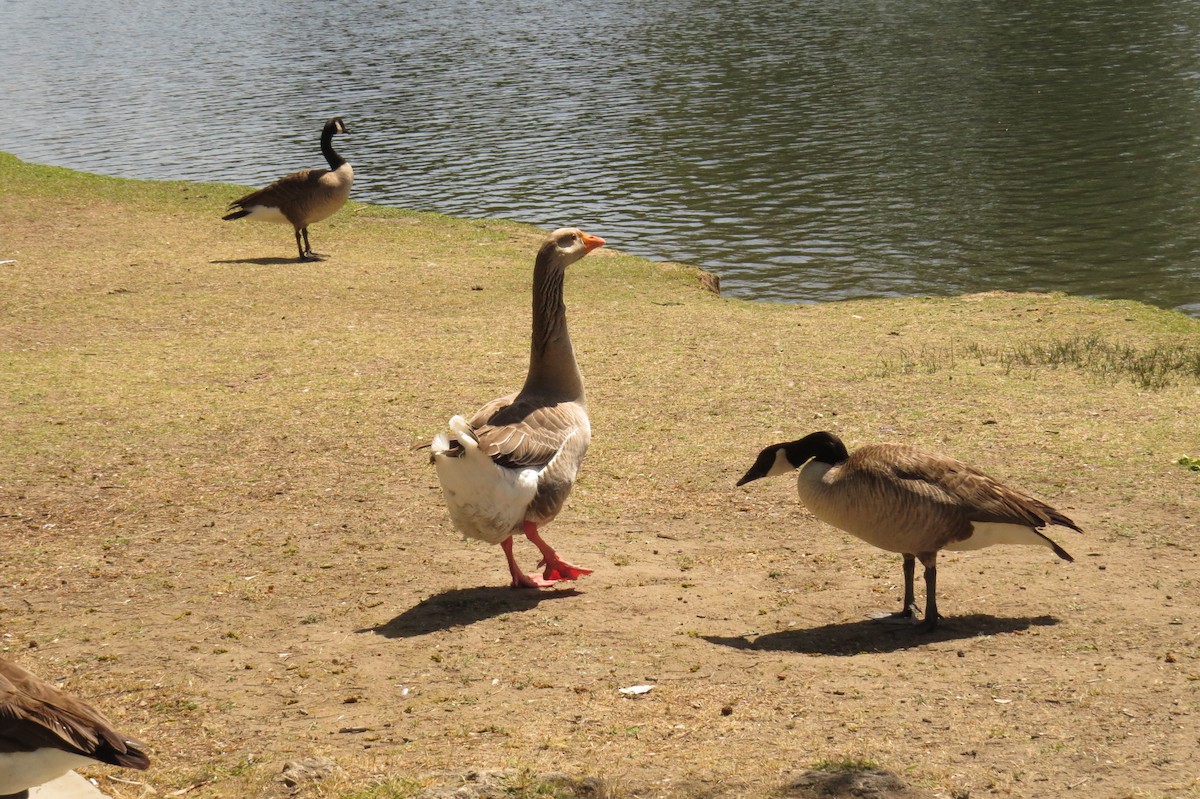 Graylag Goose (Domestic type) - Steve Mesick