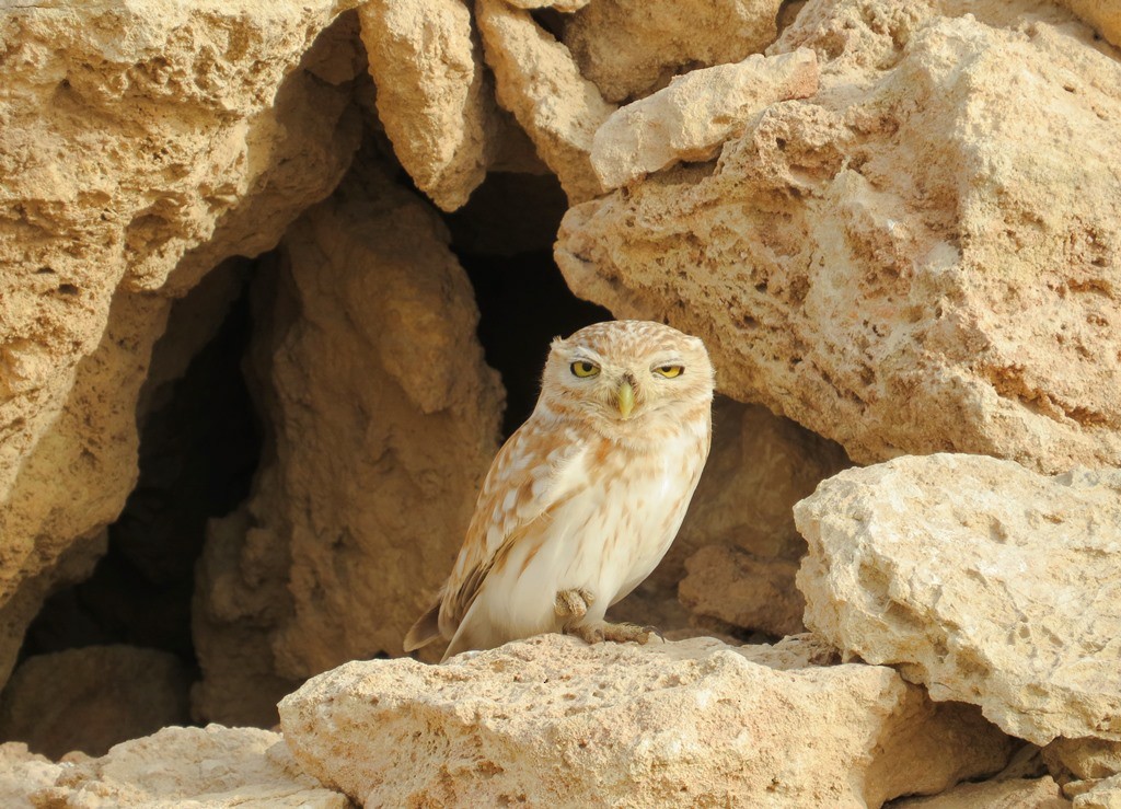 Little Owl - ML329427701