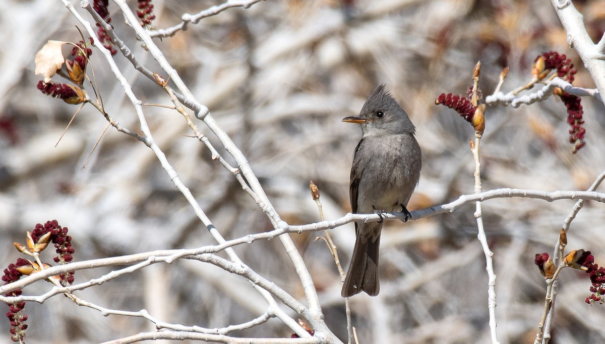 Greater Pewee - ML329429171