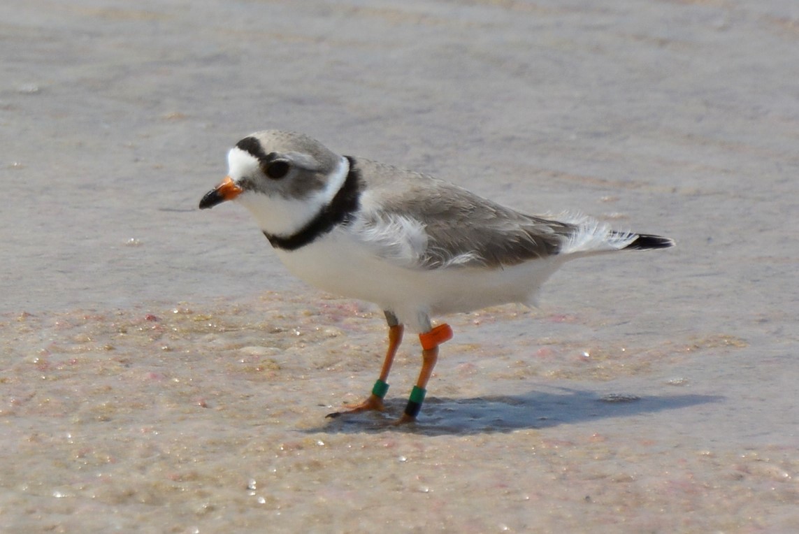 Piping Plover - Yolie Mauriz