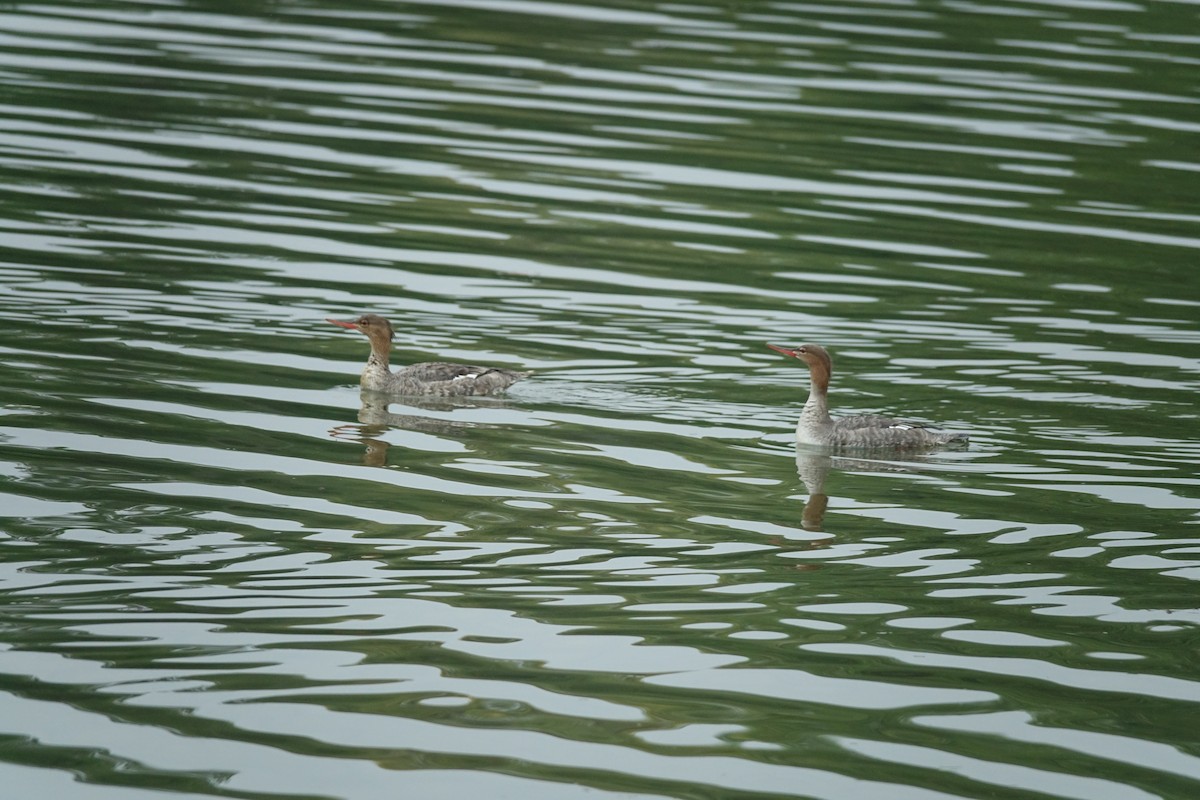 Red-breasted Merganser - ML329429481