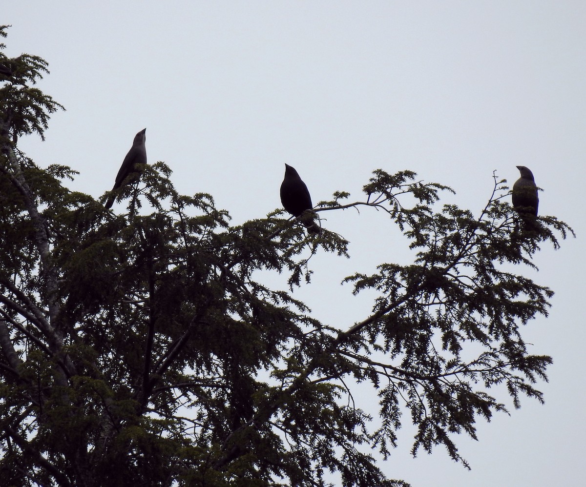 Brown-headed Cowbird - ML329429591