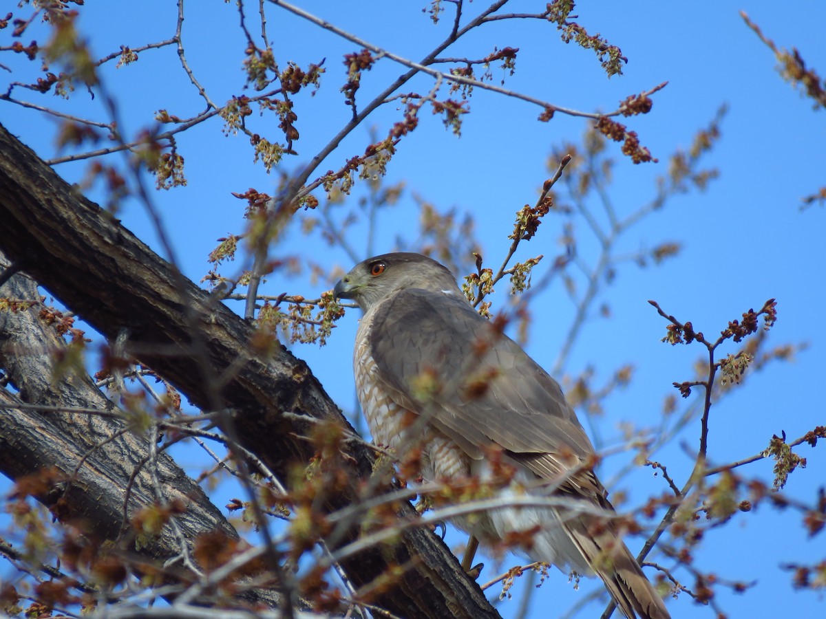 Cooper's Hawk - Ken Orich