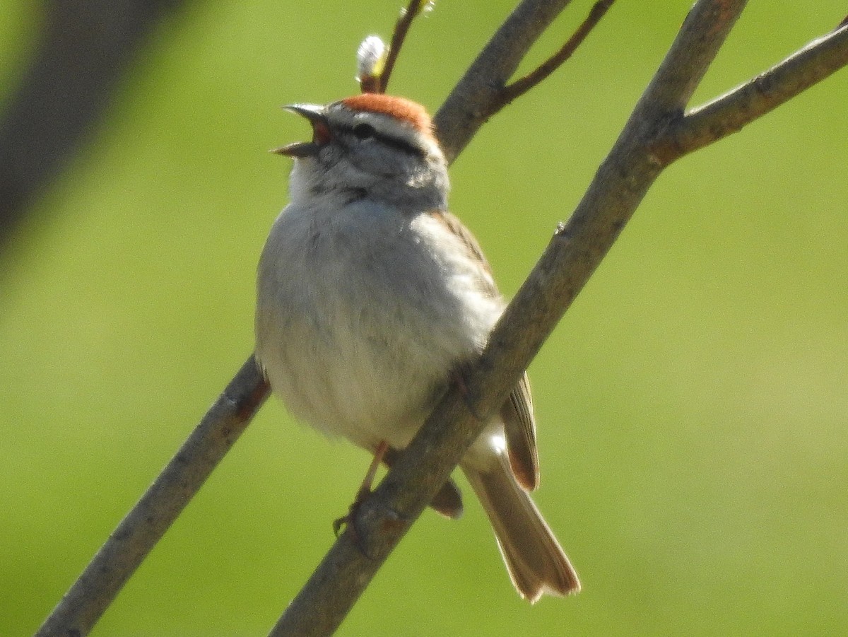 Chipping Sparrow - Dave Milsom