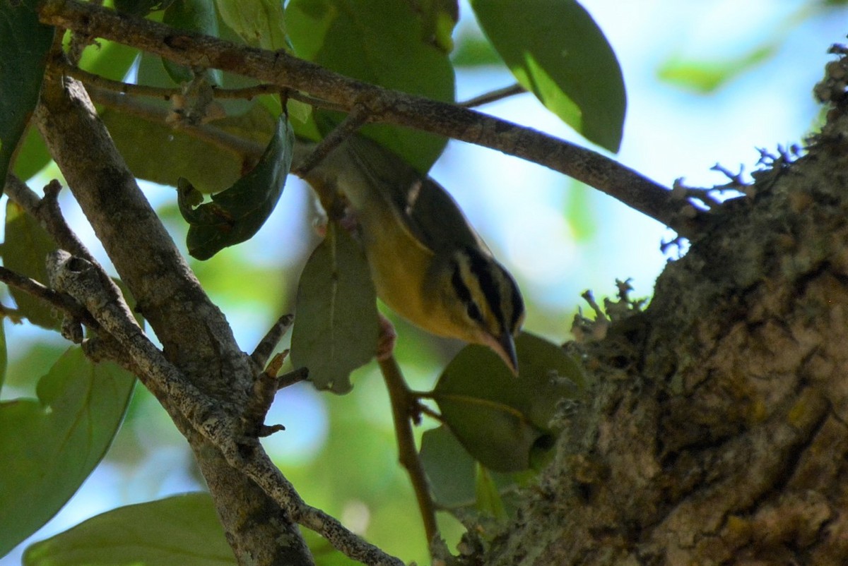 Worm-eating Warbler - Yolie Mauriz