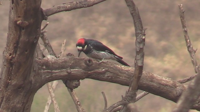 Acorn Woodpecker - ML329430411